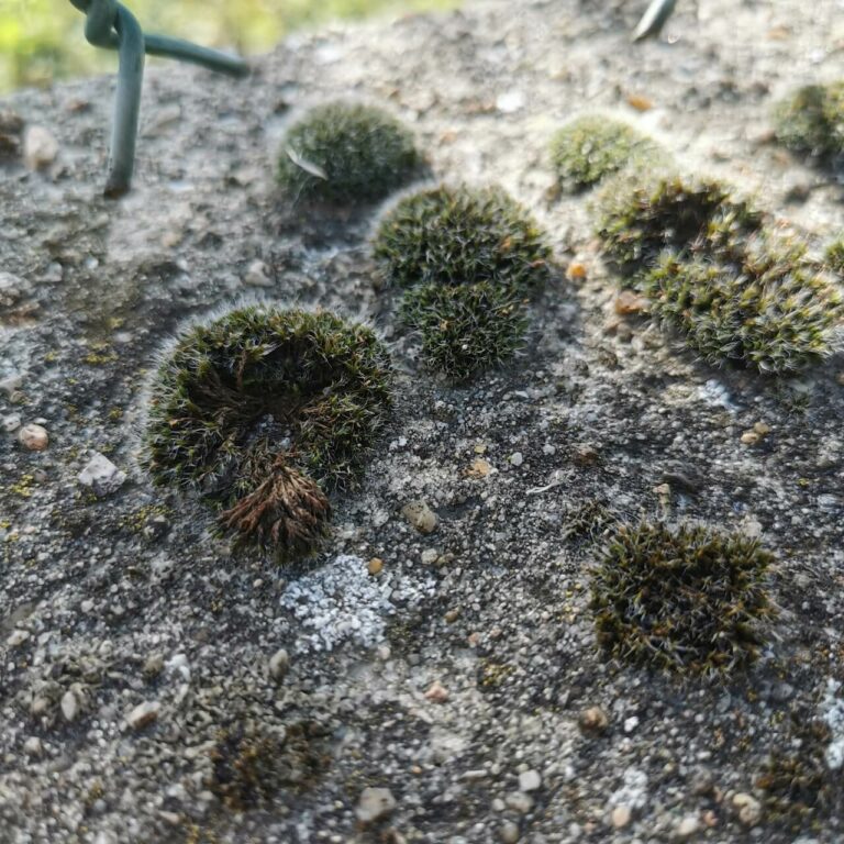 Anti-dépôts verts : comment traiter sa terrasse, sa toiture et sa façade ?